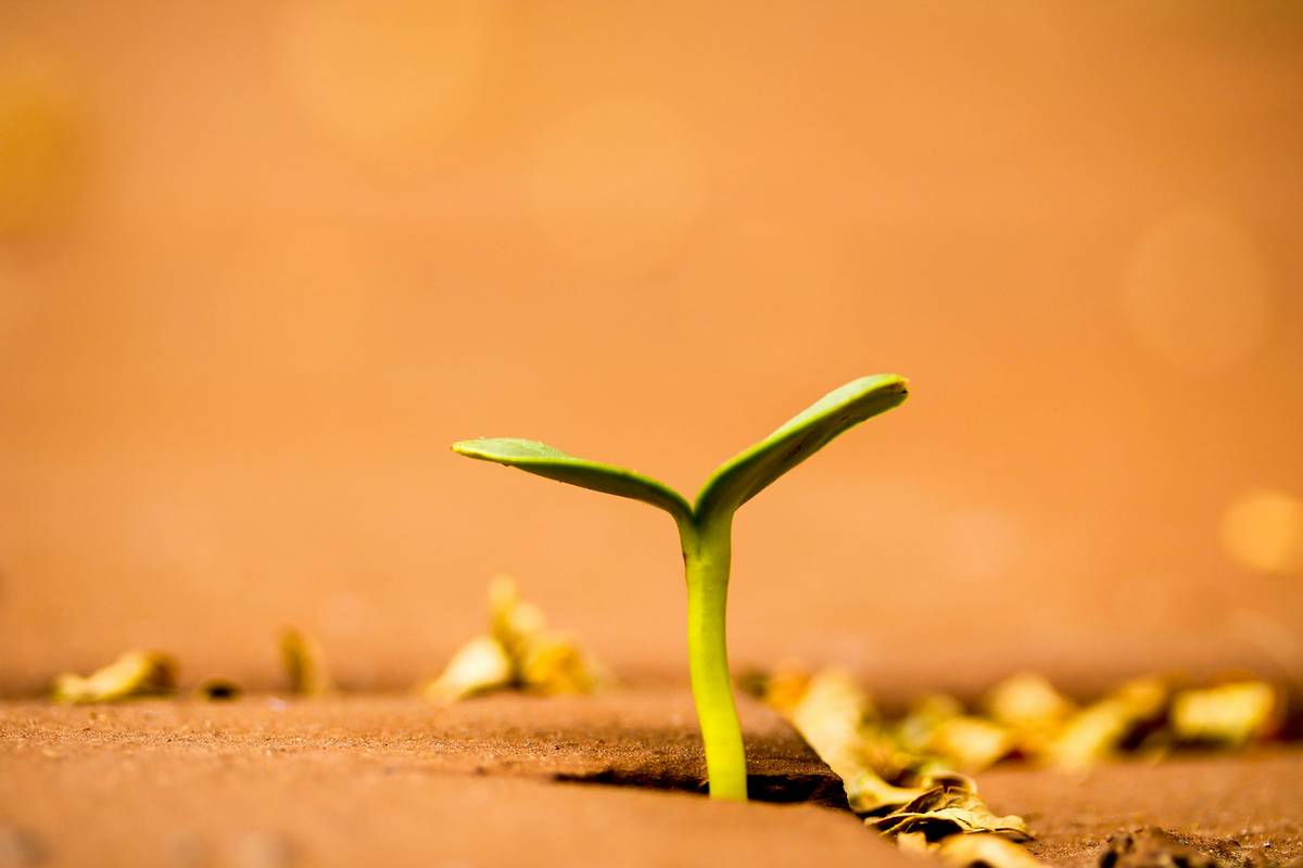 ethical branding green what is an